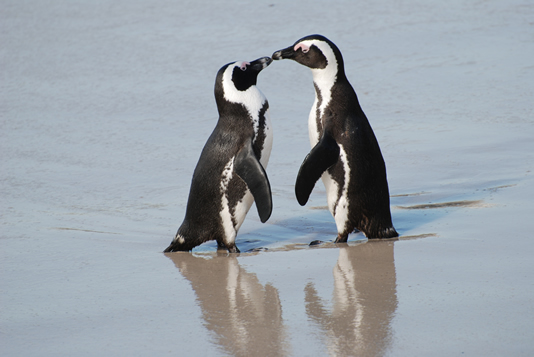 penguin-couple